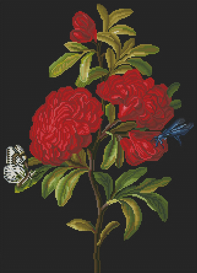 Blooming Pomegranates with Magpie Moth and Blue Hawker