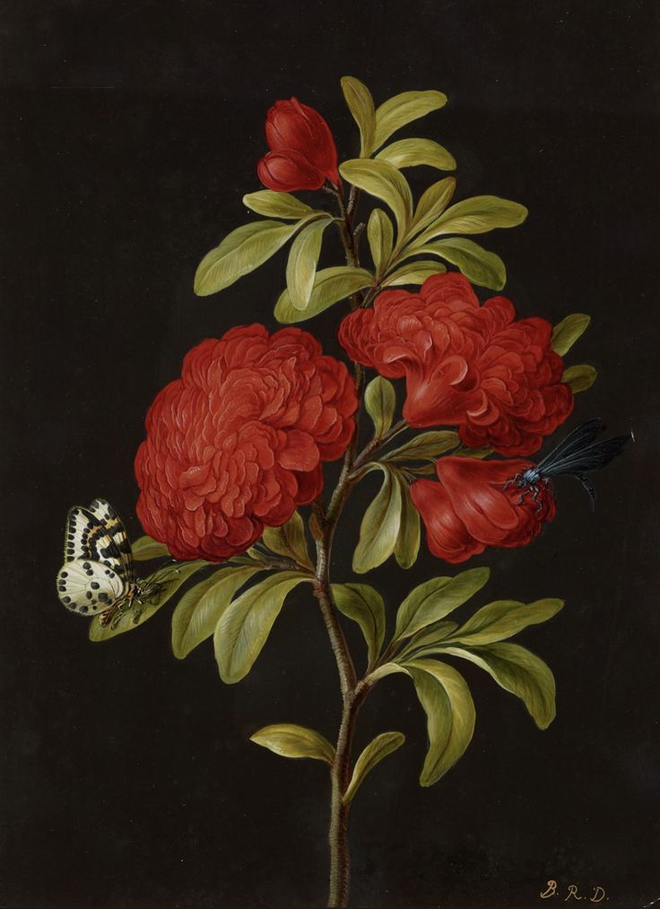 Blooming Pomegranates with Magpie Moth and Blue Hawker