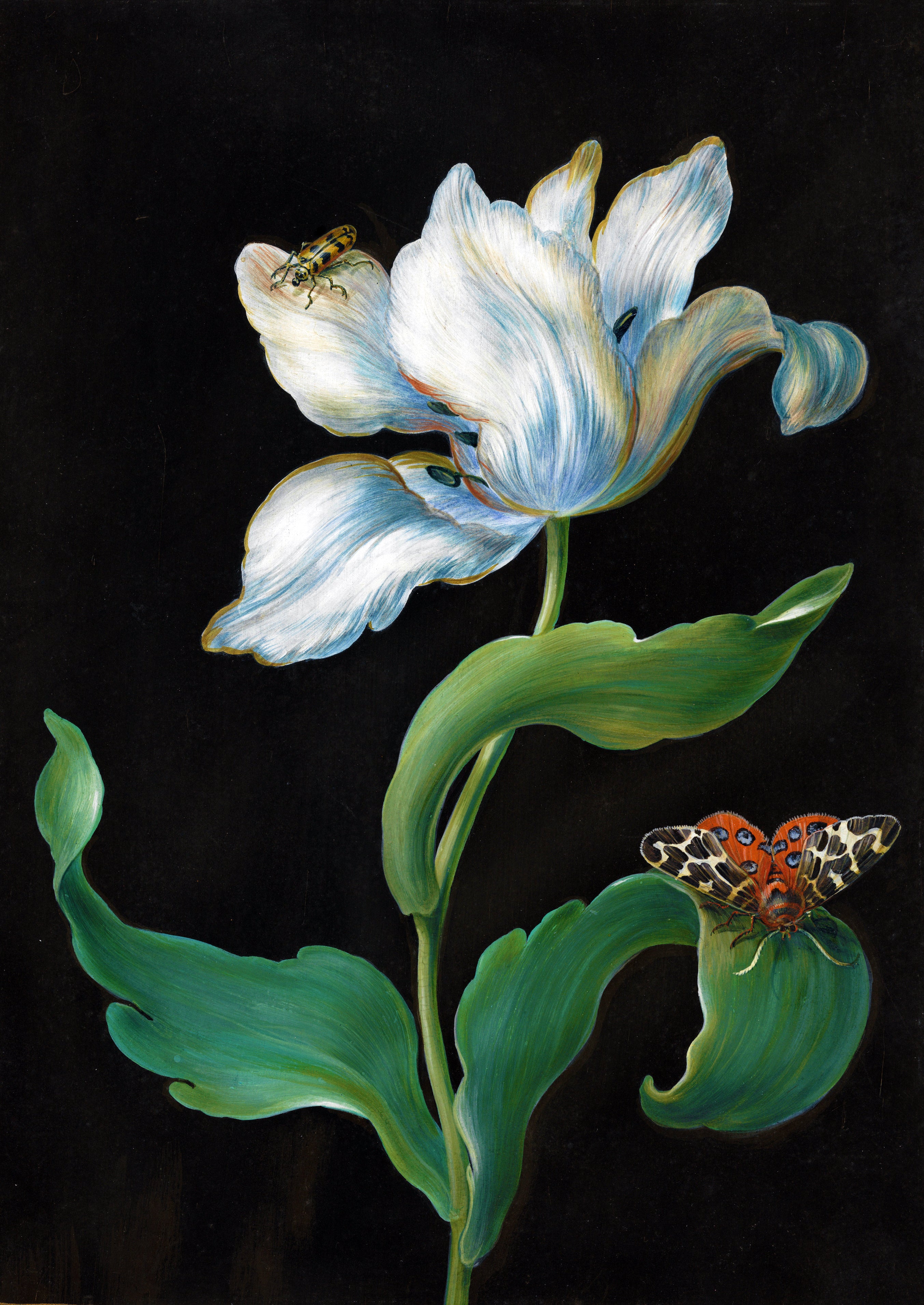 Tulip with Garden Tiger Moth and Beetle